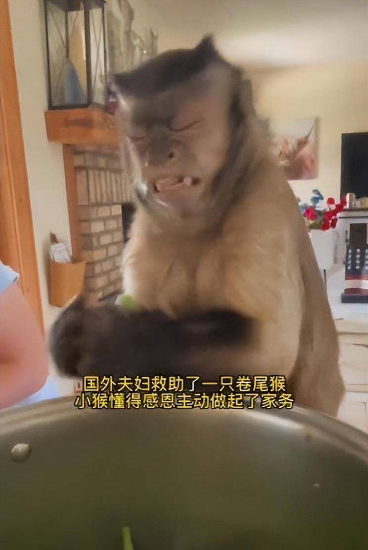 外国网友开始打听一只中国猴子 外国网友开始打听一只中国猴子